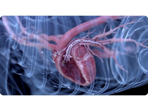 Image of heartworm