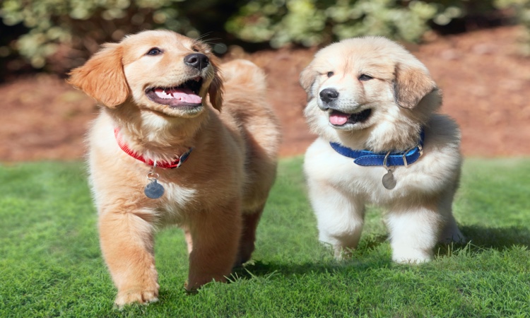 puppies walking on grass 