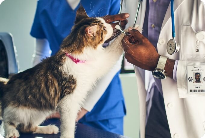 A cat gets a mouth swab from a vet