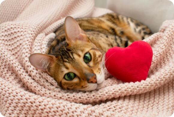 A kitten sleeps in a blanket while snuggled up next to a heart-shaped toy