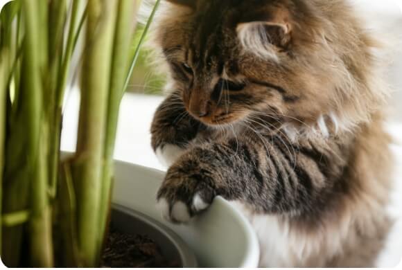 A kitten peers into the base of a potted plant