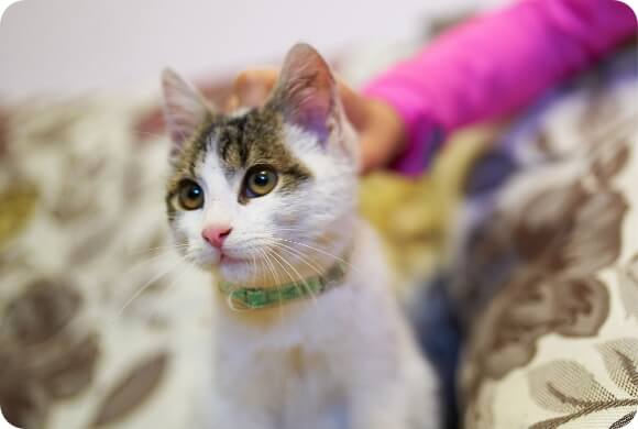 A brown and white kitten sits on a couch