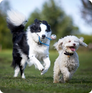 A border collie chases a small dog while holding a toy in its mouth | Healthy Habits For New Pets