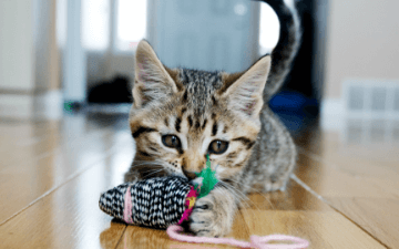 A kitten chews on a string toy