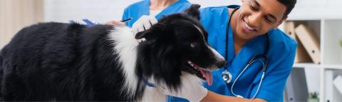 A vet inspects a happy dog