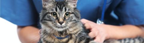 A cat undergoing a wellness exam by a vet