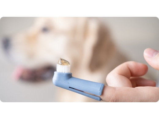 toothbrush for dogs with toothpaste on 