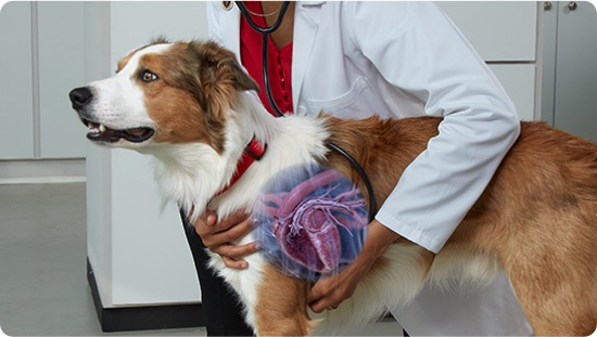 A dog with heartworms