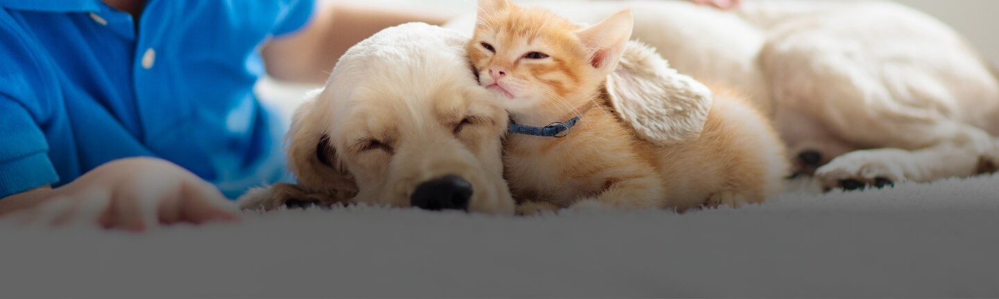 A puppy and a kitty are cuddled up and sleeping 
