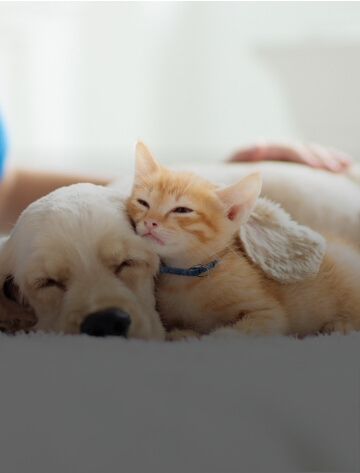 A puppy and a kitty are cuddled up and sleeping 