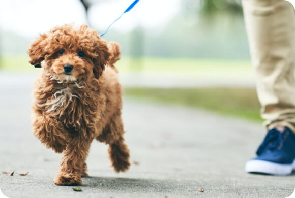A small brown dog is on a walk