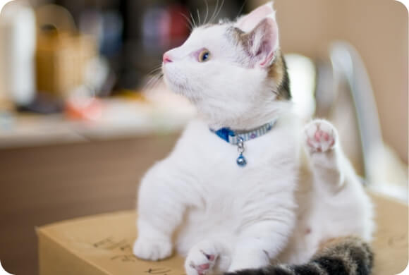 A kitten scratches its ear