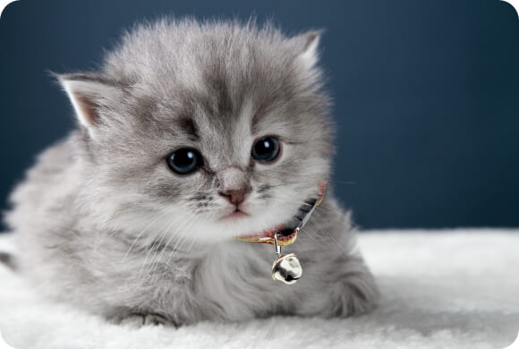 A fluffy grey kitten with a small bell on its collar. 