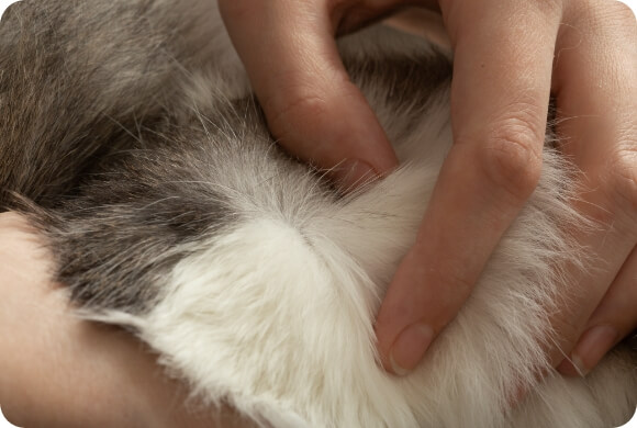 A person is looking through a cat's fur for signs of fleas