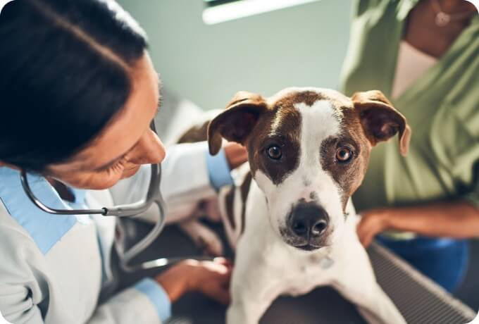 A vet is listening to a dog's heartbeat