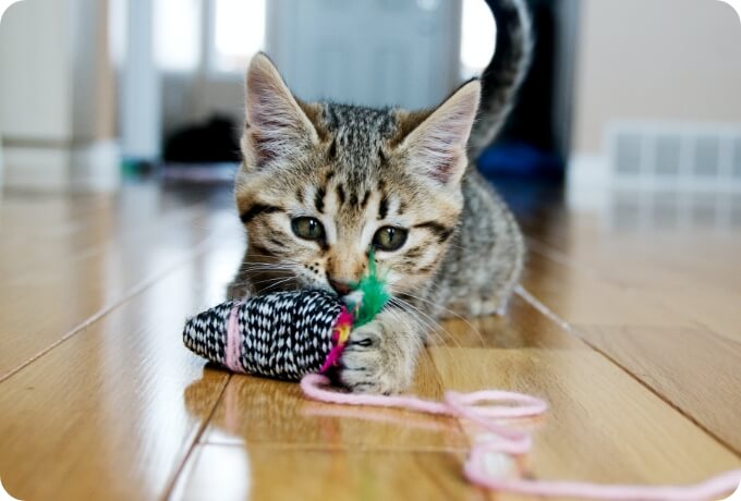 A kittten plays with a string toy on the floor