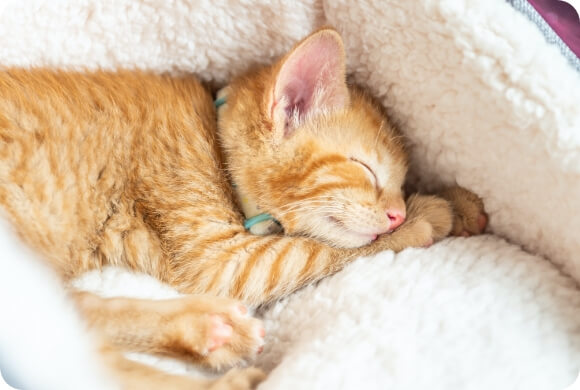 A kitten sleeps cozily 