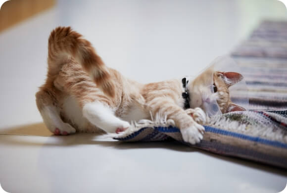 A kitten wears a cone and lays on a rug