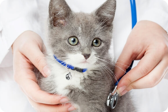 A kitten gets its heartbeat inspected by a vet's stethoscope