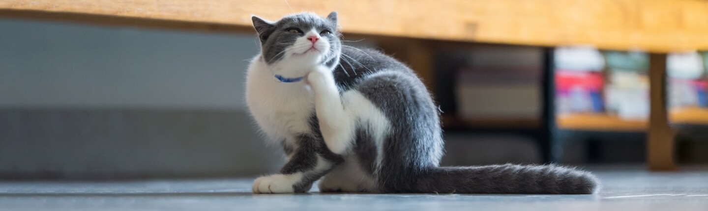 A grey and white cat scratches under its chin