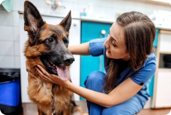 An adult dog gets inspected by the vet