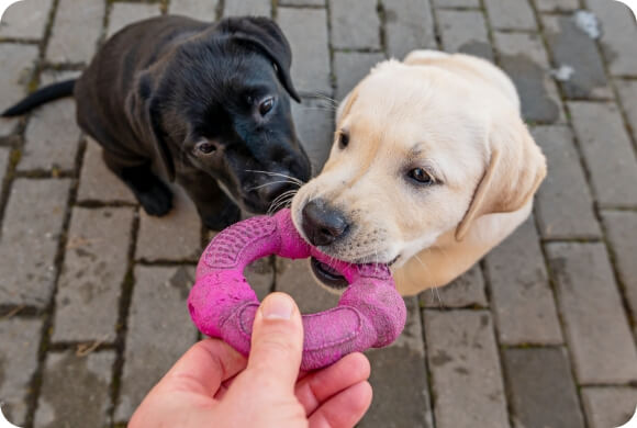 Two dogs chew on a pink toy