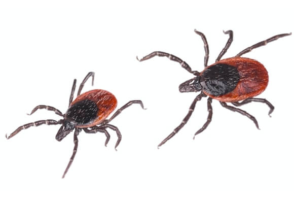 image of two deer ticks