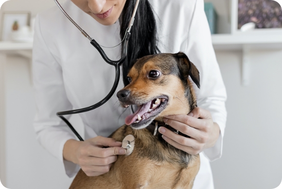 A vet inspects a dogs heart with a stethoscope