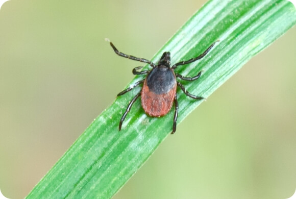 A black legged tick on a blade of grass