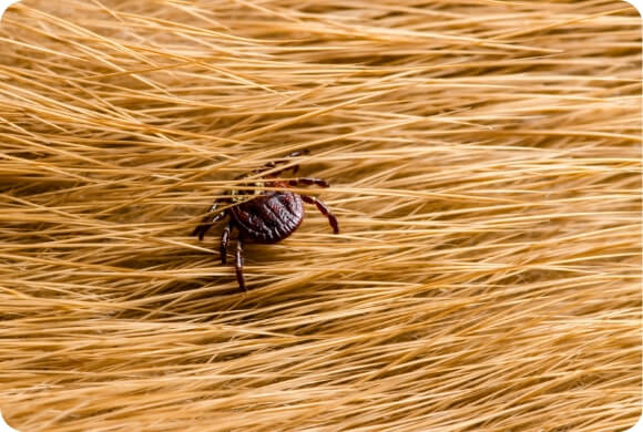 A tick crawls into a dogs fur