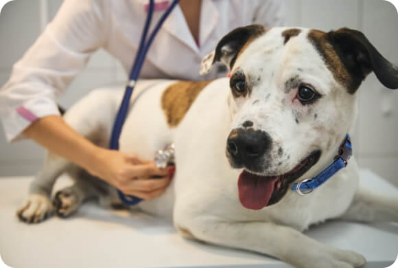 A dog gets inspected with a stethoscope 