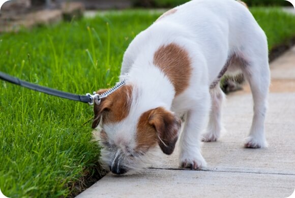 A puppy sniffs the threshold of sidewalk and lawn