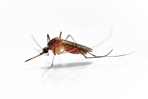 Image of a mosquito