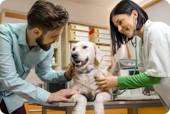 A vet inspects a happy dog while the owner stands near