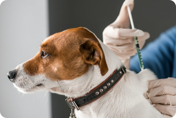 A dog gets an injection from a vet