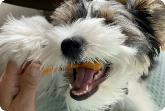 A scruffy dog happily chomps down on a dental chew