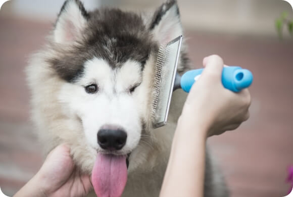 A fluffy husky puppy gets his fluffy husky puppy face brushed gently