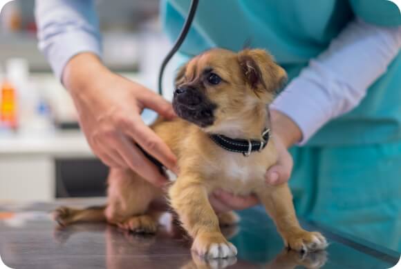 A very small puppy getting inspected by a vet