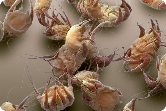 Image of mange mites