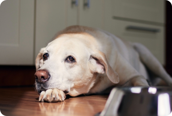 A white lab lays on the floor appearing lethargic