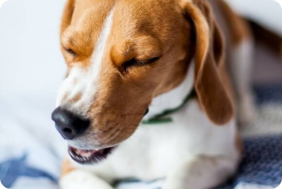 A dog appearing to be mid-cough