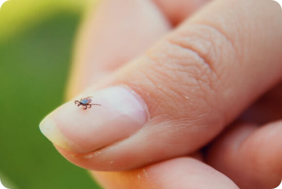 A tick rests on the thumbnail of a hand