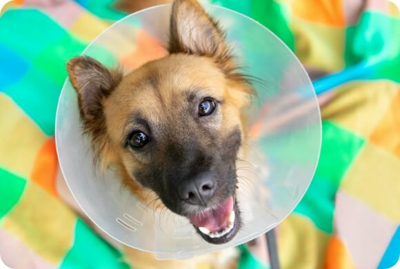 A dog wearing a cone smiles up at you regardless of its current restrictions
