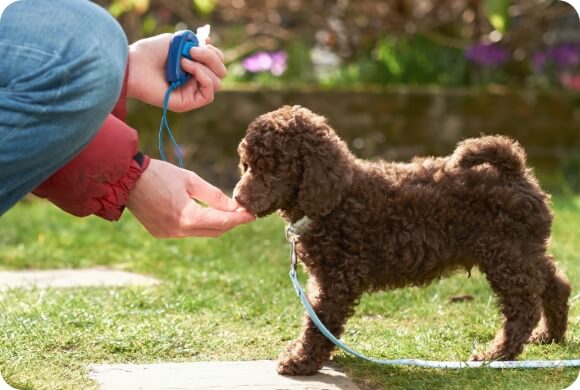 A small brown puppy on a leash gets a treat for being a good puppy