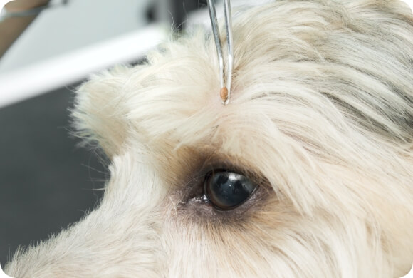 A dog gets inspected for ticks