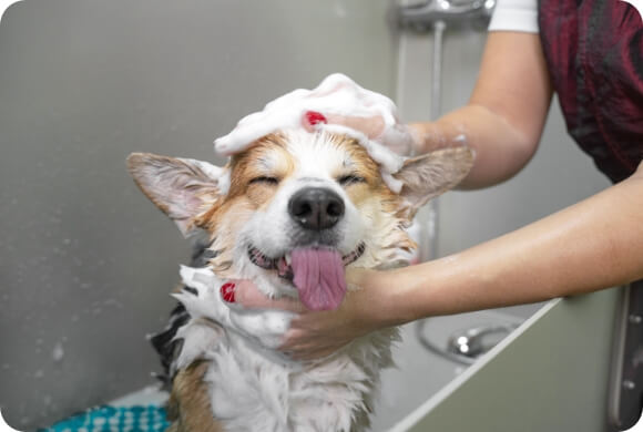 A good dog getting a bath and sticking its tongue out in a smile