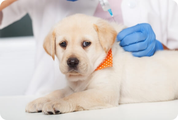 A chunky white puppy is getting a vaccination