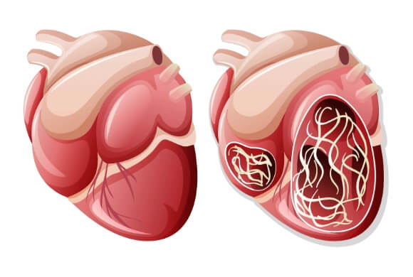 Illustration of a heart with heartworm disease