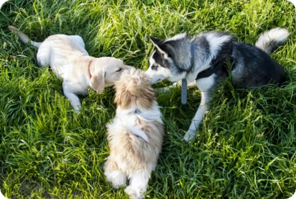 Three dogs sniffing each other's mouths at the dog park