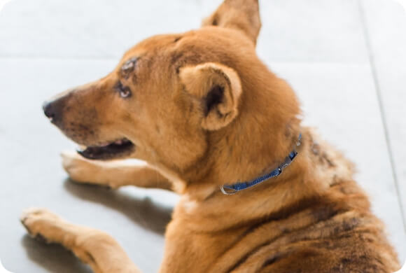 A dog with mange on its body